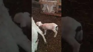 🤗🤗agnello pecora lamb sheep cat dog pollo cane gatto videos uteka
