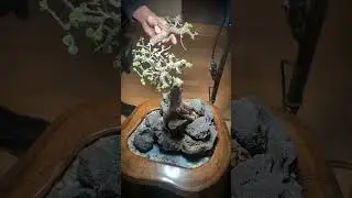 Hard Pruning My Bonsai &ndash; Looks Harsh, But It Works! ✂️