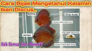 Cara Cerdas Mengetahui Jenis Kelamin Ikan Discus