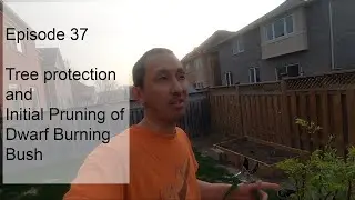 Episode 37, Tree Protection and Dwarf Burning Bush Pruning