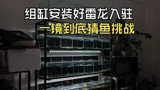 鱼房的组缸弄完了，雷龙鱼陆续入驻了，来个一镜到底认鱼大挑战！