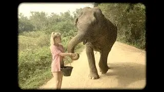 volunteering at wildlife friends foundation, thailand. wildlife rescue & elephant refuge