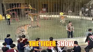 Incredible Tiger show at Phnom Penh Safari in Cambodia