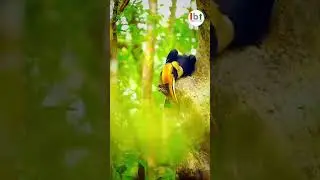 🐾 Explore the Wild! Best Wildlife Tours in India 🏕️🌿 | Safari Adventure