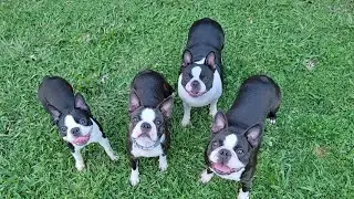 Introducing our Boston Terriers part 1