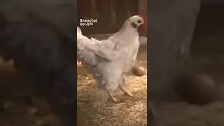 Chicken can play football⚽️😂