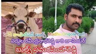 చిలకలూరిపేట జూనియర్ భాగానికి వచ్చినటువంటి ఎద్దుల రవీంద్రనాథ్ రెడ్డి బుల్స్