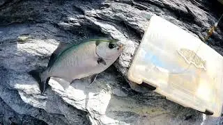 Catalina Halfmoon Blue Perch