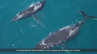 Global Rewilding Day 2022