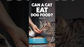can a cat eat dog food #cats #shorts #yellowmimish @KittyChronicles