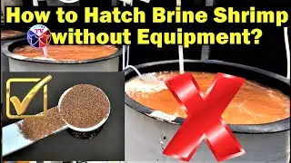 Brine Shrimp Eggs Hatching Without Equipment