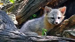 Gray fox family: Part 8 - A climbing lesson for little Frances