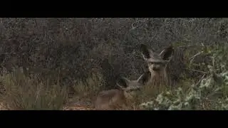 Bat-Eared Fox