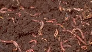 Dan Riskin on the ecological impact of invasive earthworms