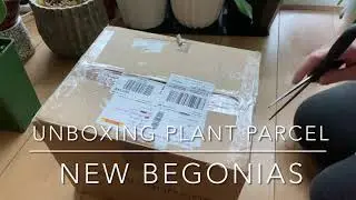 Opening Parcel [With Two New Begonias]