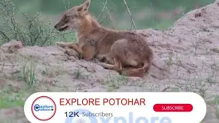 Golden Jackal. Some last Remaining Wildlife Species Of Potohar. @ExplorePotohar