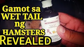 Cure for Wet Tail on Hamster Revealed / Part 4