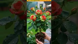 🌹The secret to successful rose cuttings the first time #gardening #ytshorts #cuttingskills