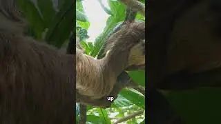 🌿 Mind-Blowing Sloth Facts You Didn&rsquo;t Know! 🦥