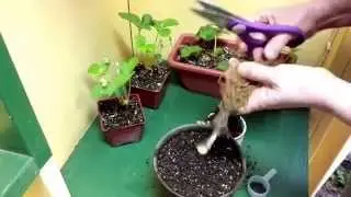 How to Grow Strawberries Indoors
