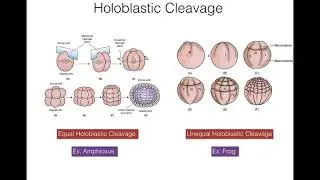 Cleavage (BSc.I, Paper III, Embryology) in English
