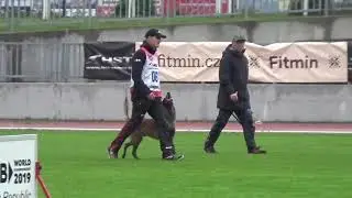 Tom&aacute;&scaron; Louda - Bou&iacute; z &Uacute;dol&iacute; Jizery FMBB 2019 - WC obedience 83 points