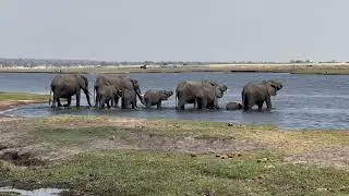 Ihaha ellies swimming across Chobe River