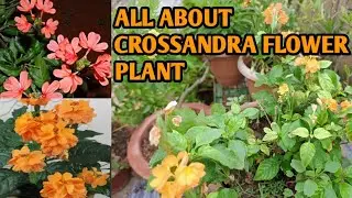 All about Crossandra Flower plant / firecracker plant / Aboliflowerplant #gardening