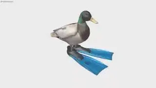 Утка в ластах крутится вокруг своей оси