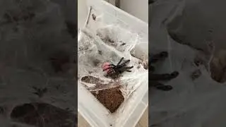 Psalmopoeus irminia в горизонтальном контейнере.