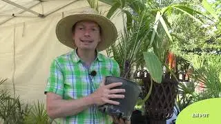 Conseil d'experts : 3 palmiers du balcon au jardin