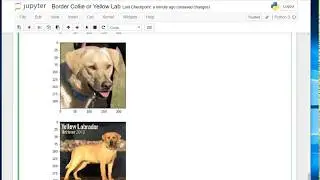 Keras Image Classification (Border Collie vs Yellow Lab : Image Similarity)