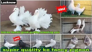 Indian fantail 🕊️ Mukhi, frillback, Jumbo 😍 King  frillback, beauty humour #pigeon #kabutar 