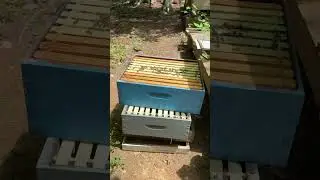 Hive inspection - May 23, 2025 (1/2)