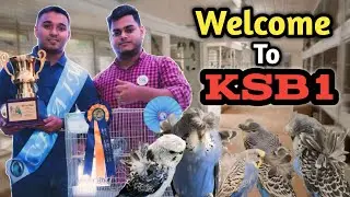 Welcome to KSB1 || Rare Mutation Budgies in Bangladesh