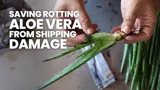 How to SAVE your Aloe Vera Plant after Shipping Damage & Rot