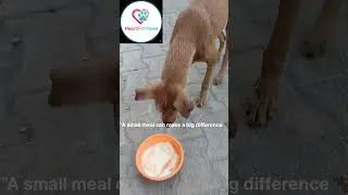 DogRescue#RescueDogs#AdoptDontShop#SavingPaws#AnimalRescue#dogs#SecondChanceDogs#DogsOfInstagram