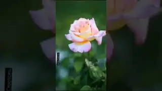 Good morning Story Status - Rose Photography - 4k Morning Reel -  Rose🥀Viedo Status Song