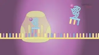 DNA Translatie - Lernova biologie