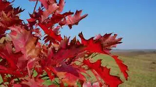 Beautiful Red Leaves, Autumn, Blue Sky, Wind, Maple, Background video, 4k, VJ Loop, Video Footage