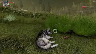 Lyn existindo tranquilamente no site de ver&atilde;o | WolfQuest AE