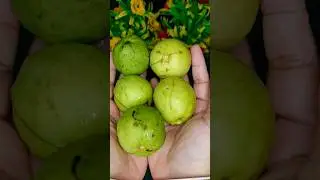 Best way to eat mini Guavas🤤🤤 #shorts #trendingshorts #shortsfeed