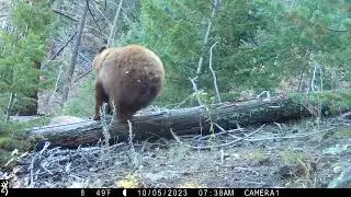 Black bear running downhill.