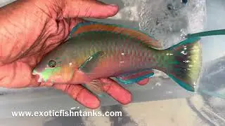 &ldquo;UNBELIEVABLE&rdquo; Rare Bower&rsquo;s & Terminal Phase Male Quoyi Parrotfish!!!