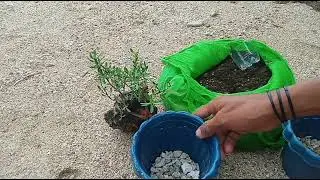 from hunting bantigue bonsai materials/Rock clasping & Repotting paano ko ginawa madali lang idol.