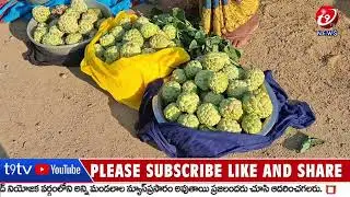 శీతకాలం - సీతాఫలం || హుస్నాబాద్ లో జోరుగా సాగుతున్న పండ్లు వ్యాపారం || T9tv