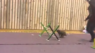 Khaos Bug Buzz
