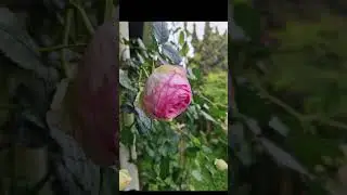 Rose 'Pierre de Ronsard' another name Rose Eden. 龙沙宝石玫瑰#rose #garden one of must have climbing roses