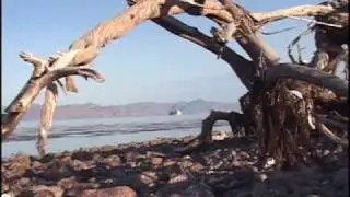 Another Log from the Sea Of Cortez