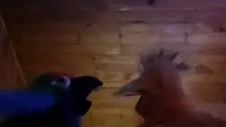 Vouba Teaches Thunder To Mimic